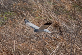 Hen Harrier Unknown Spots Thu, 3/7/2024