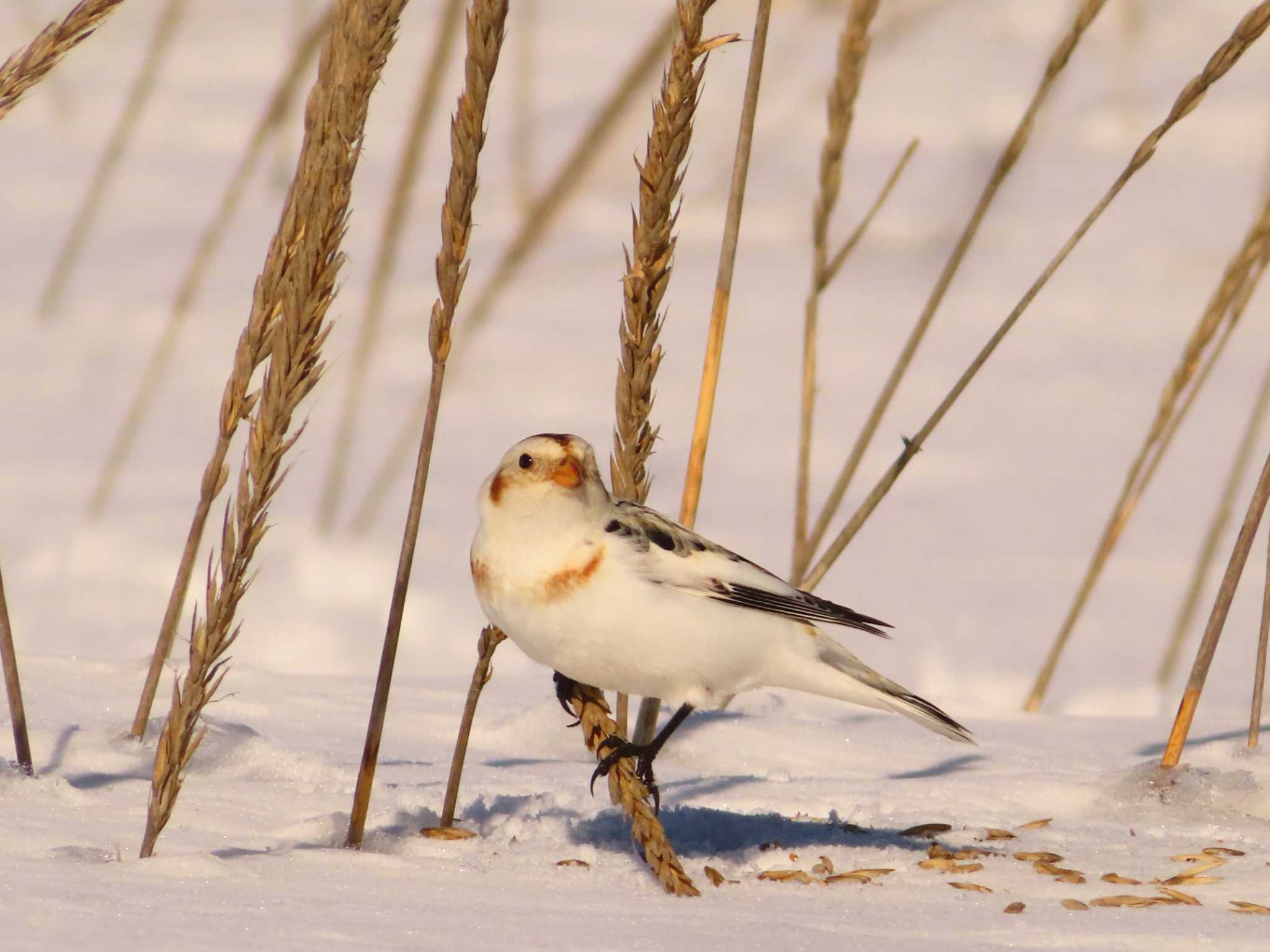 Snow Bunting