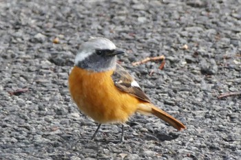 Daurian Redstart 東京都 Mon, 2/26/2024