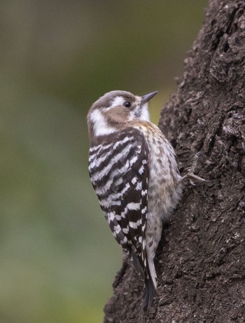 Japanese Pygmy Woodpecker Inokashira Park Thu, 3/7/2024