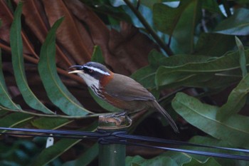 Taiwan Scimitar Babbler 台北植物園 Fri, 1/19/2024