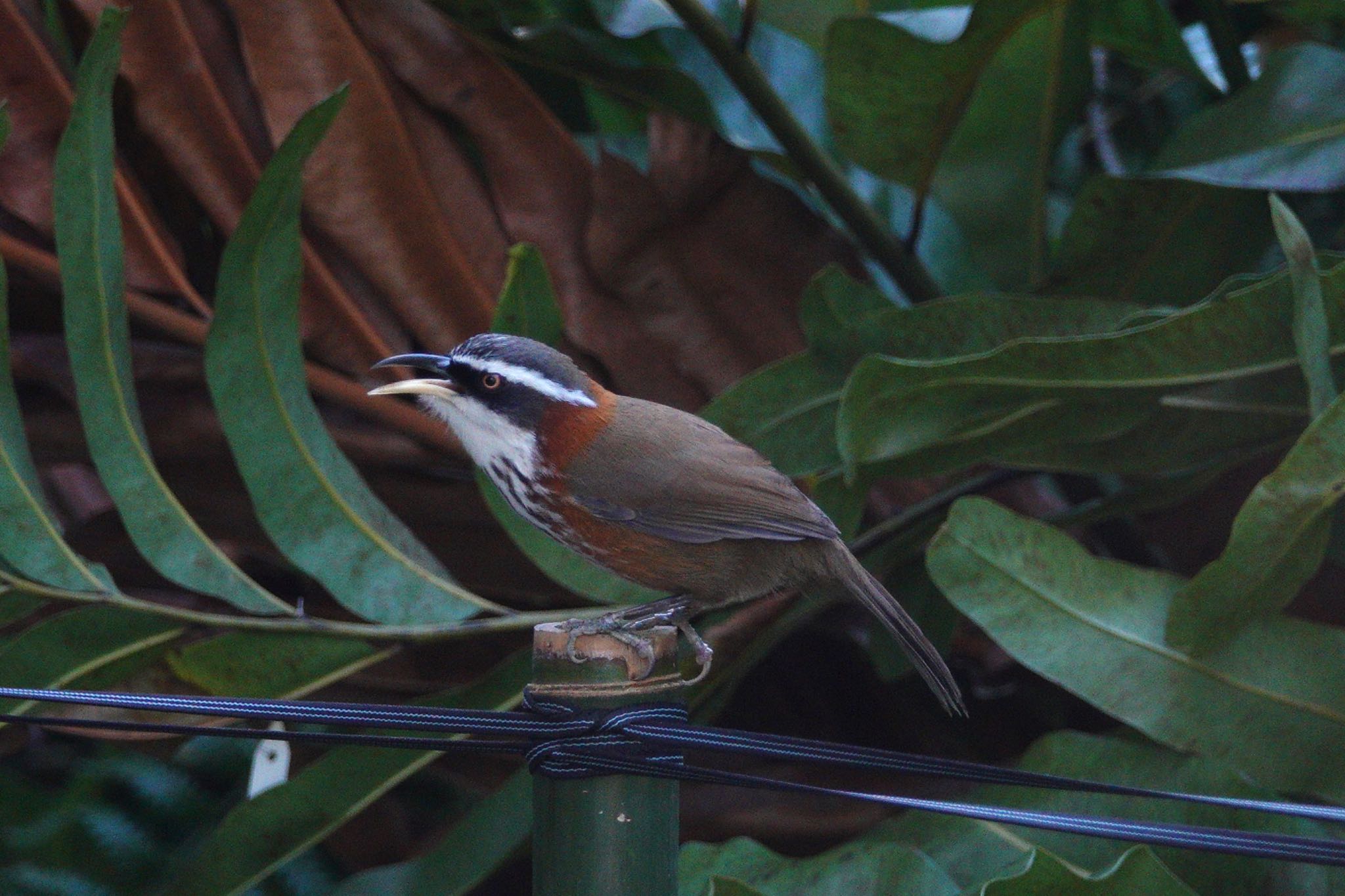 Photo of Taiwan Scimitar Babbler at 台北植物園 by のどか