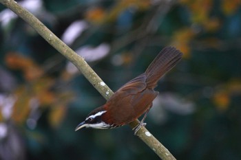 Taiwan Scimitar Babbler 台北植物園 Fri, 1/19/2024