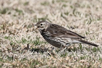 Water Pipit 多摩川 Wed, 2/28/2024