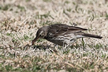 Water Pipit 多摩川 Wed, 2/28/2024