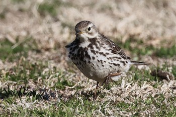 Water Pipit 多摩川 Wed, 2/28/2024