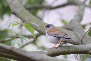 シロハラ びわこ文化公園 2024年3月8日(金)