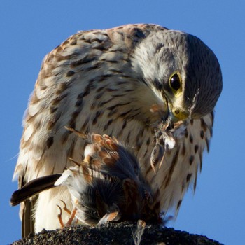 Common Kestrel 岩手県 Thu, 1/19/2023