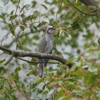 Brown-eared Bulbul Minatomirai Fri, 12/7/2018