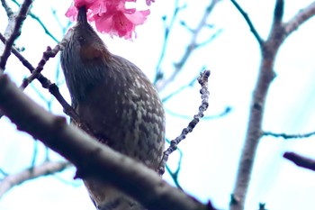 ヒヨドリ 船橋市 2024年3月8日(金)