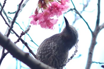 ヒヨドリ 船橋市 2024年3月8日(金)