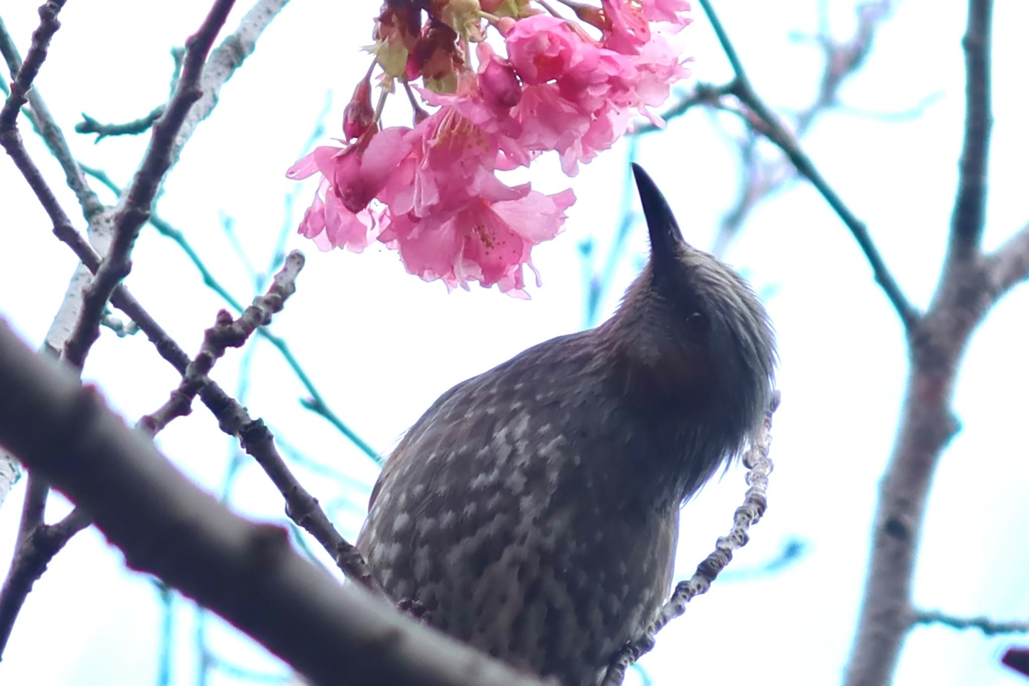 Photo of Brown-eared Bulbul at 船橋市 by ひこうき雲