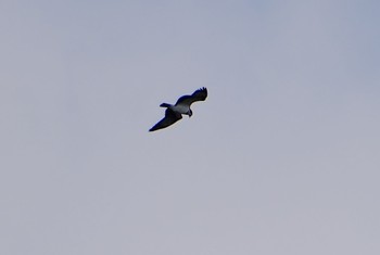 Osprey 淀川河川敷 Fri, 3/8/2024