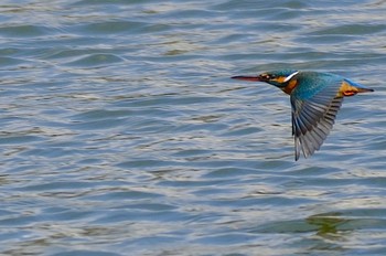 Common Kingfisher 城北公園 Fri, 3/8/2024