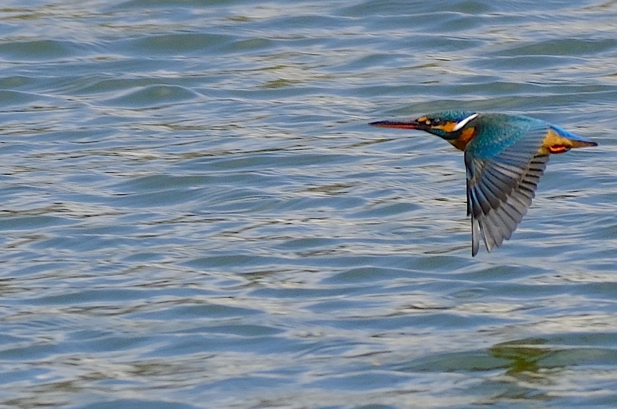Photo of Common Kingfisher at 城北公園 by アルキュオン