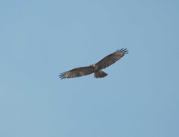 Eastern Buzzard 馬見丘陵公園 Fri, 3/8/2024