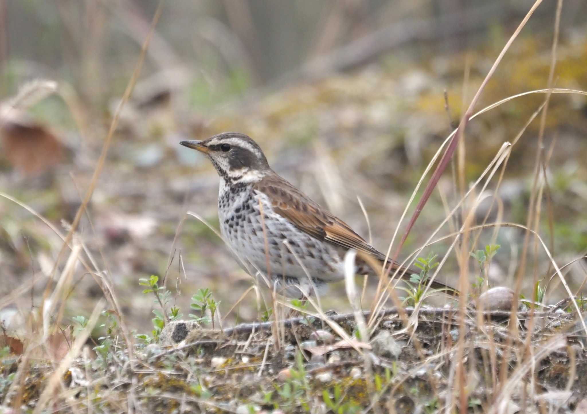 Photo of Dusky Thrush at 馬見丘陵公園 by マル