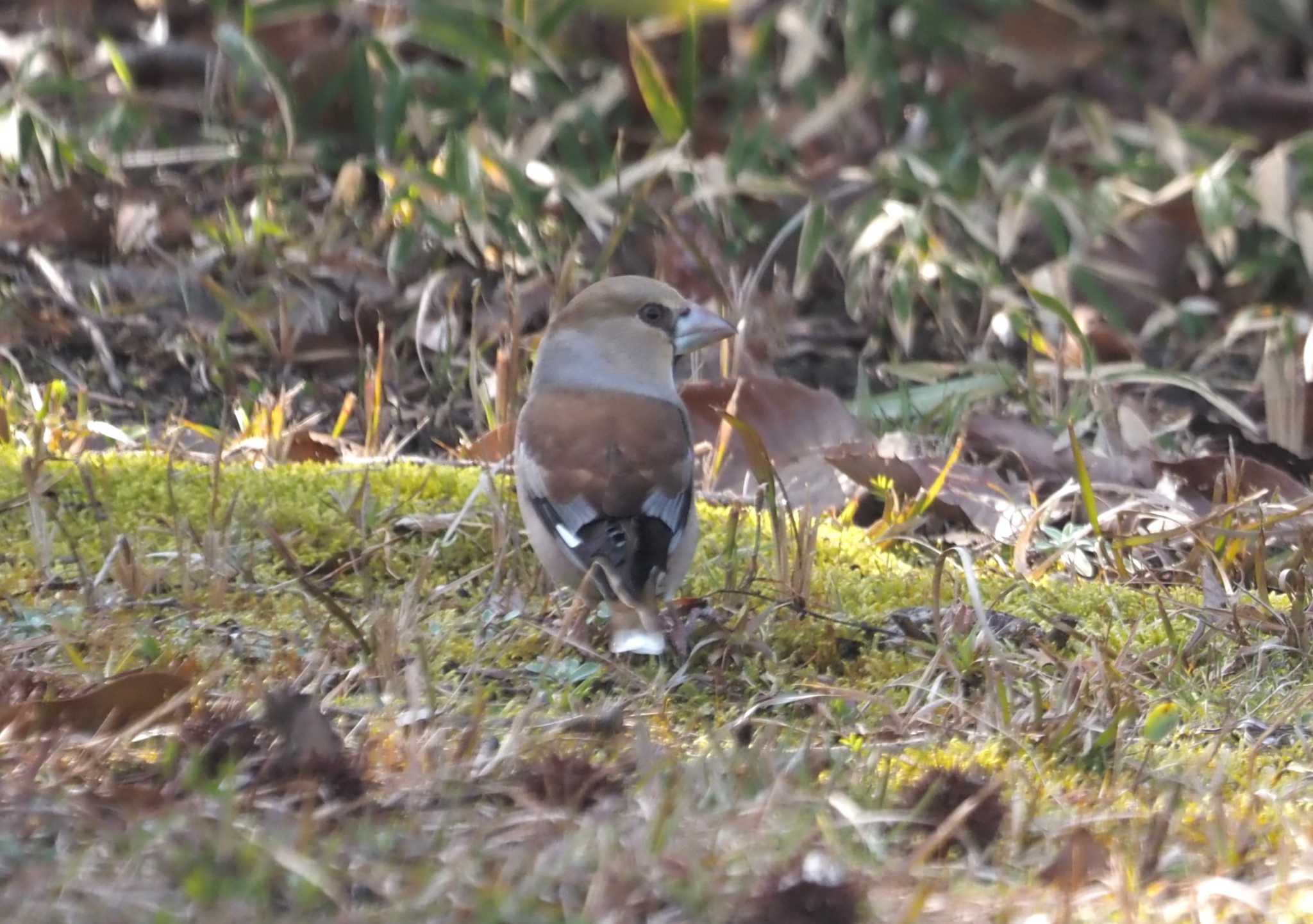 Photo of Hawfinch at 馬見丘陵公園 by マル