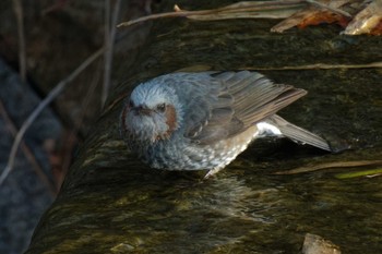 Brown-eared Bulbul 大阪府 Sat, 3/2/2024