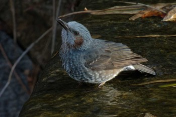 Brown-eared Bulbul 大阪府 Sat, 3/2/2024