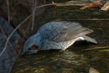 Brown-eared Bulbul 大阪府 Sat, 3/2/2024