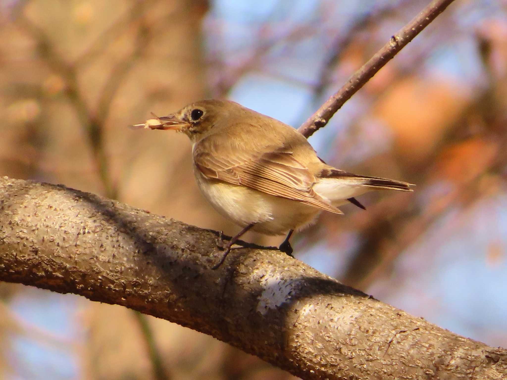 Red-breasted Flycatcher