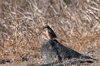 Bull-headed Shrike Unknown Spots Sun, 1/14/2024