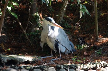 Grey Heron 台北植物園 Fri, 1/19/2024