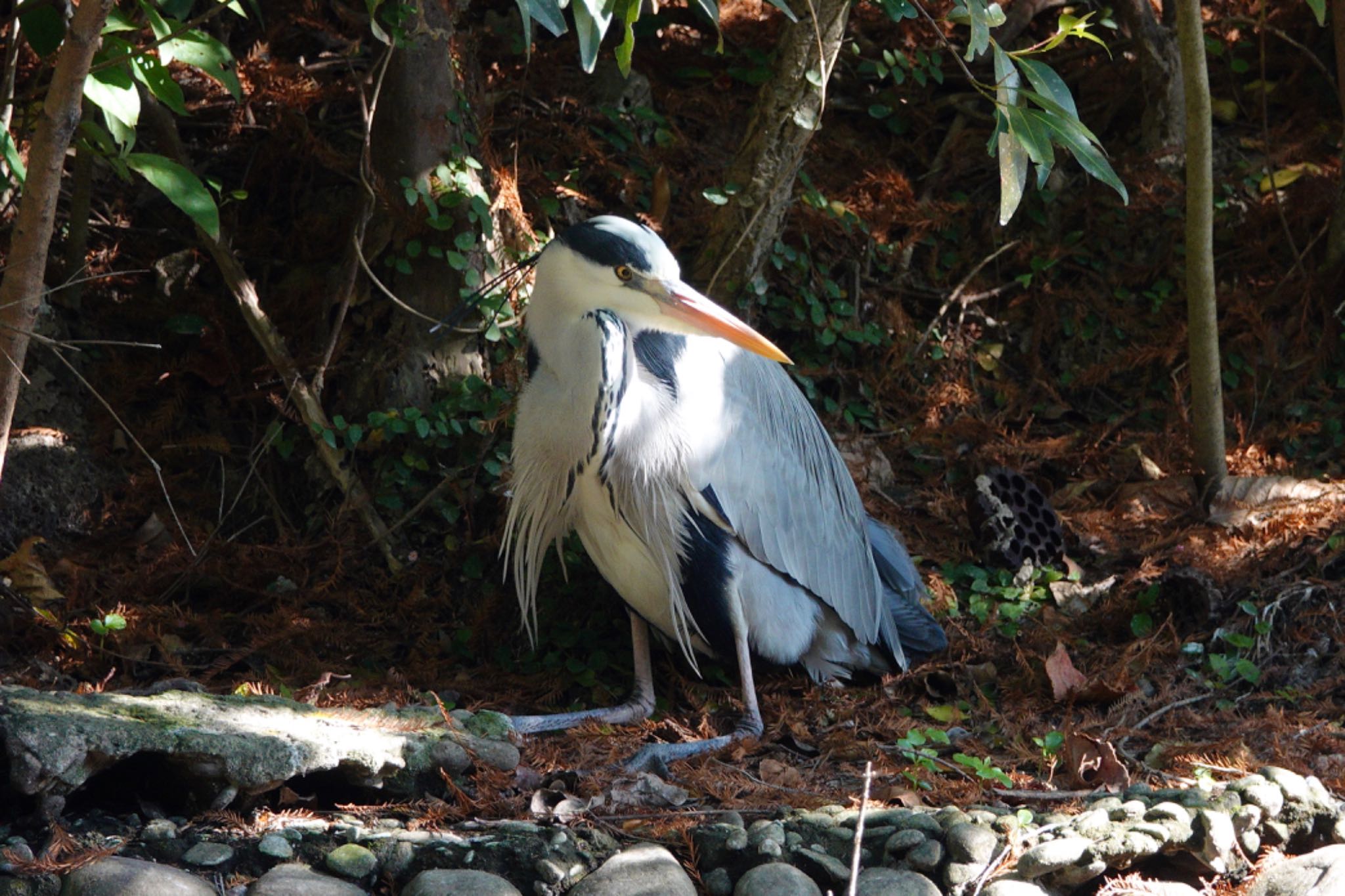 台北植物園 アオサギの写真 by のどか