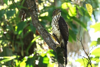 Crested Goshawk 台北植物園 Fri, 1/19/2024