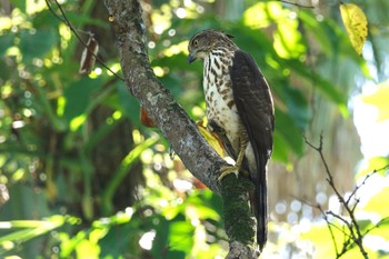 Crested Goshawk 台北植物園 Fri, 1/19/2024