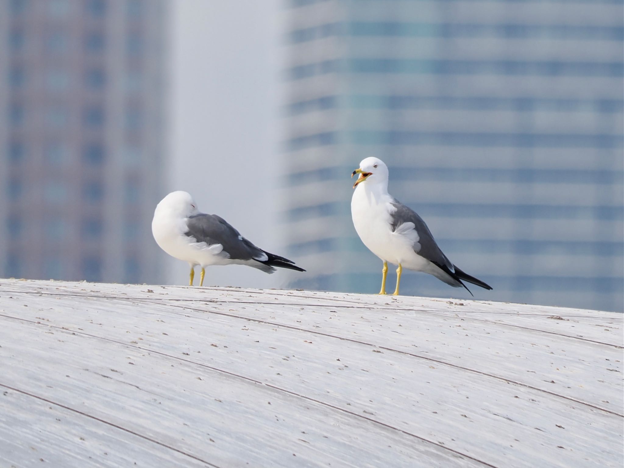 Black-tailed Gull