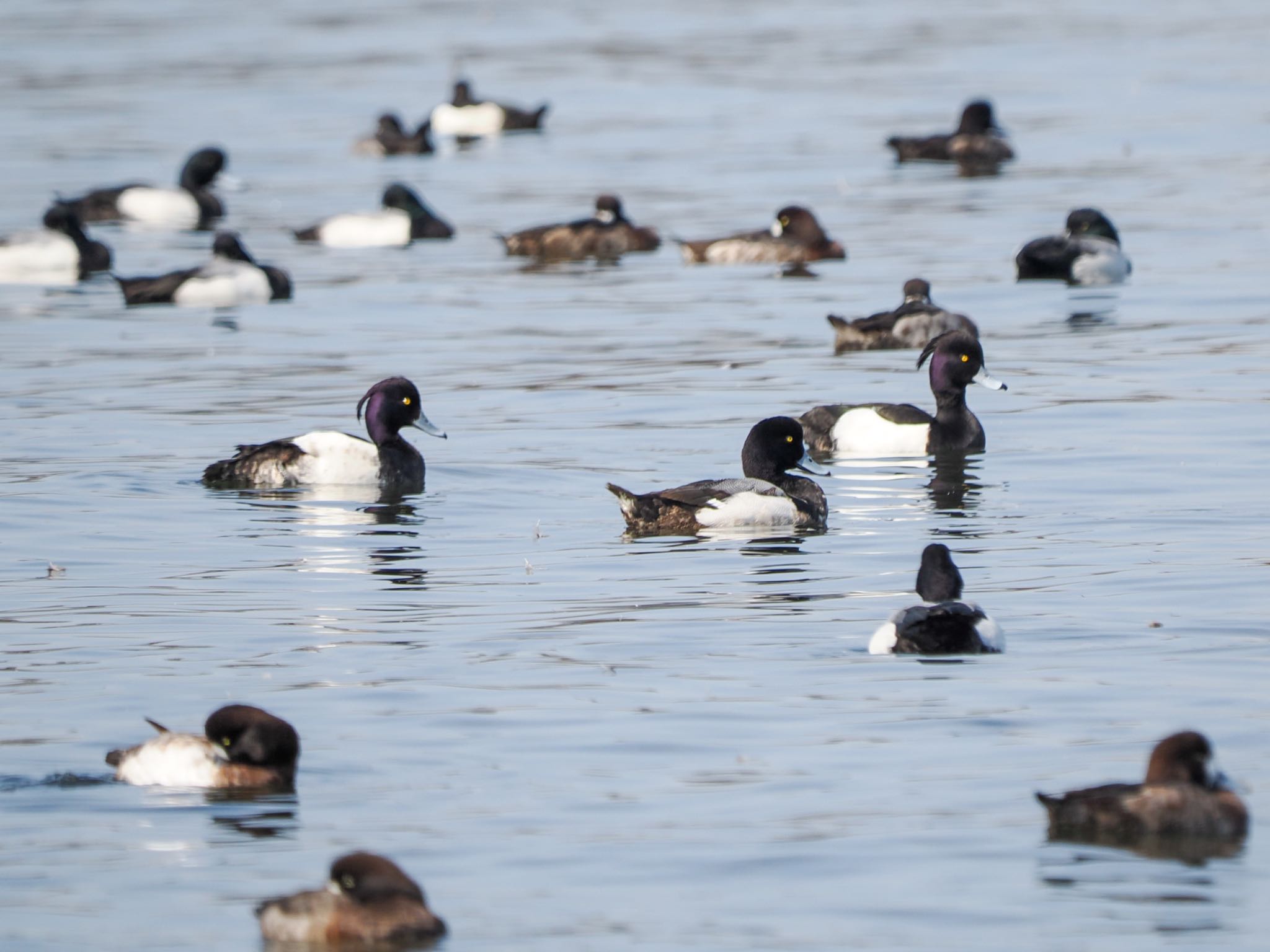 Tufted Duck