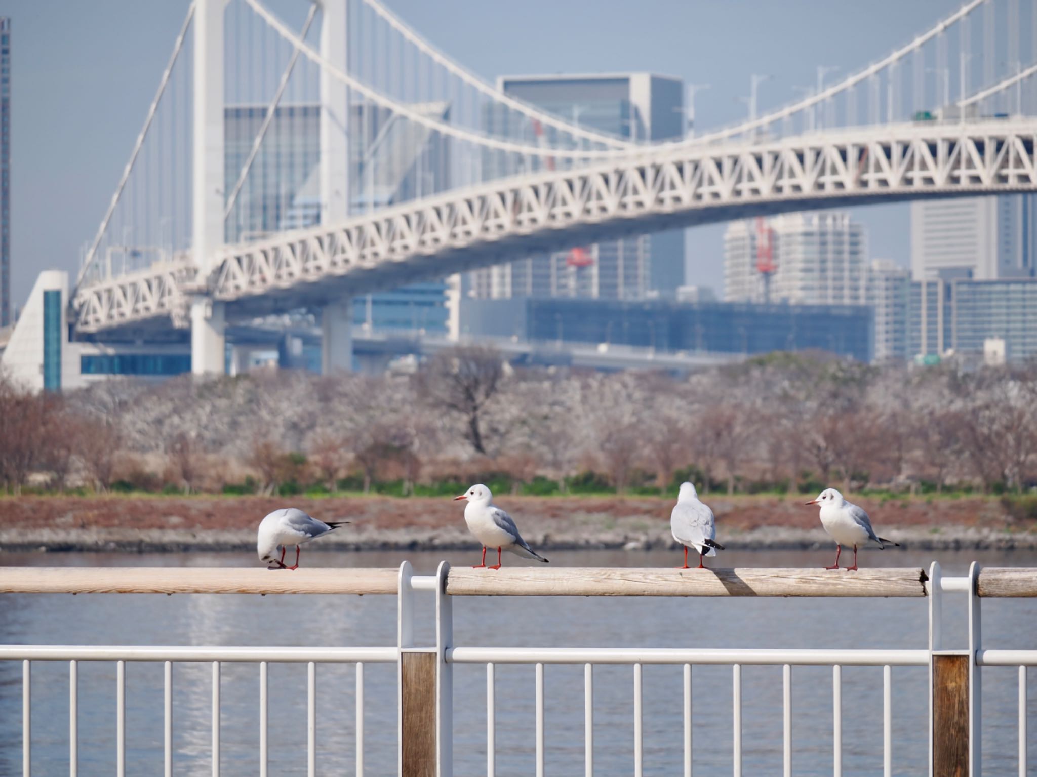 股のぞきって天橋立かっ？野鳥は賢いので押して転落させたりしない by クロやん