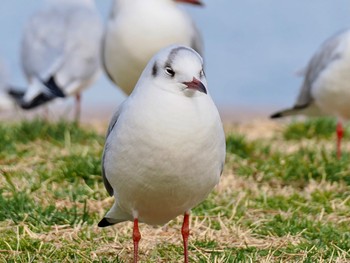 2024年2月22日(木) お台場海浜公園の野鳥観察記録