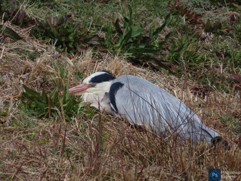 アオサギ 内牧黒沼公園 撮影日未設定