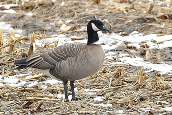 Cackling Goose 北海道 Unknown Date