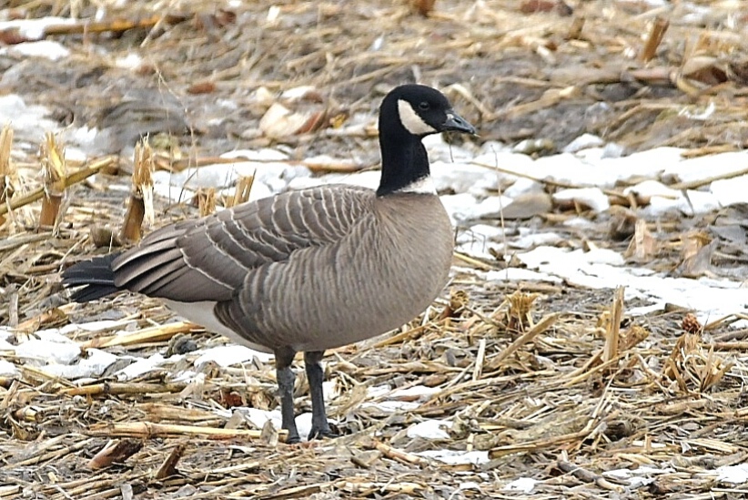 Photo of Cackling Goose at 北海道 by Markee Norman