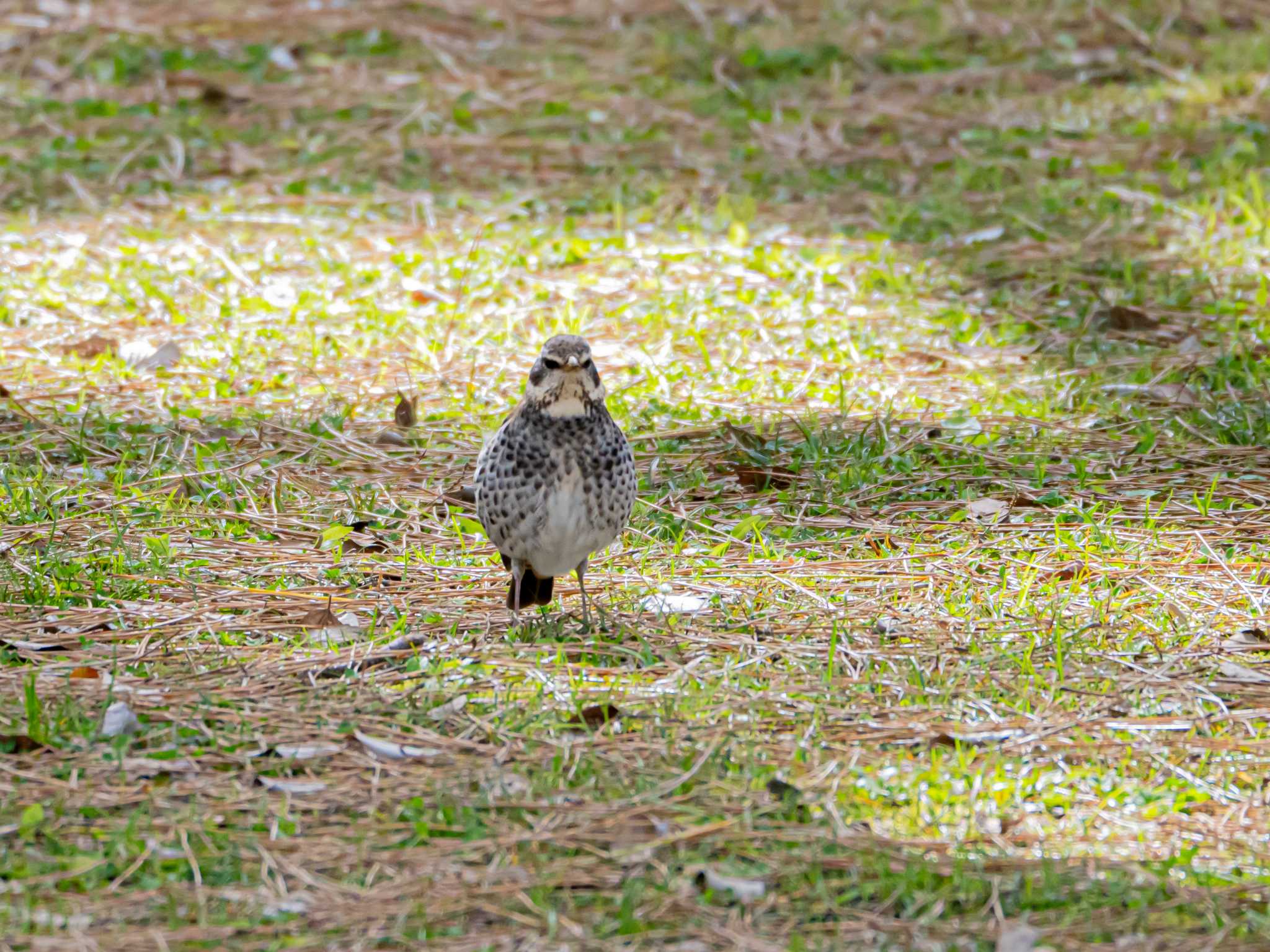 Dusky Thrush