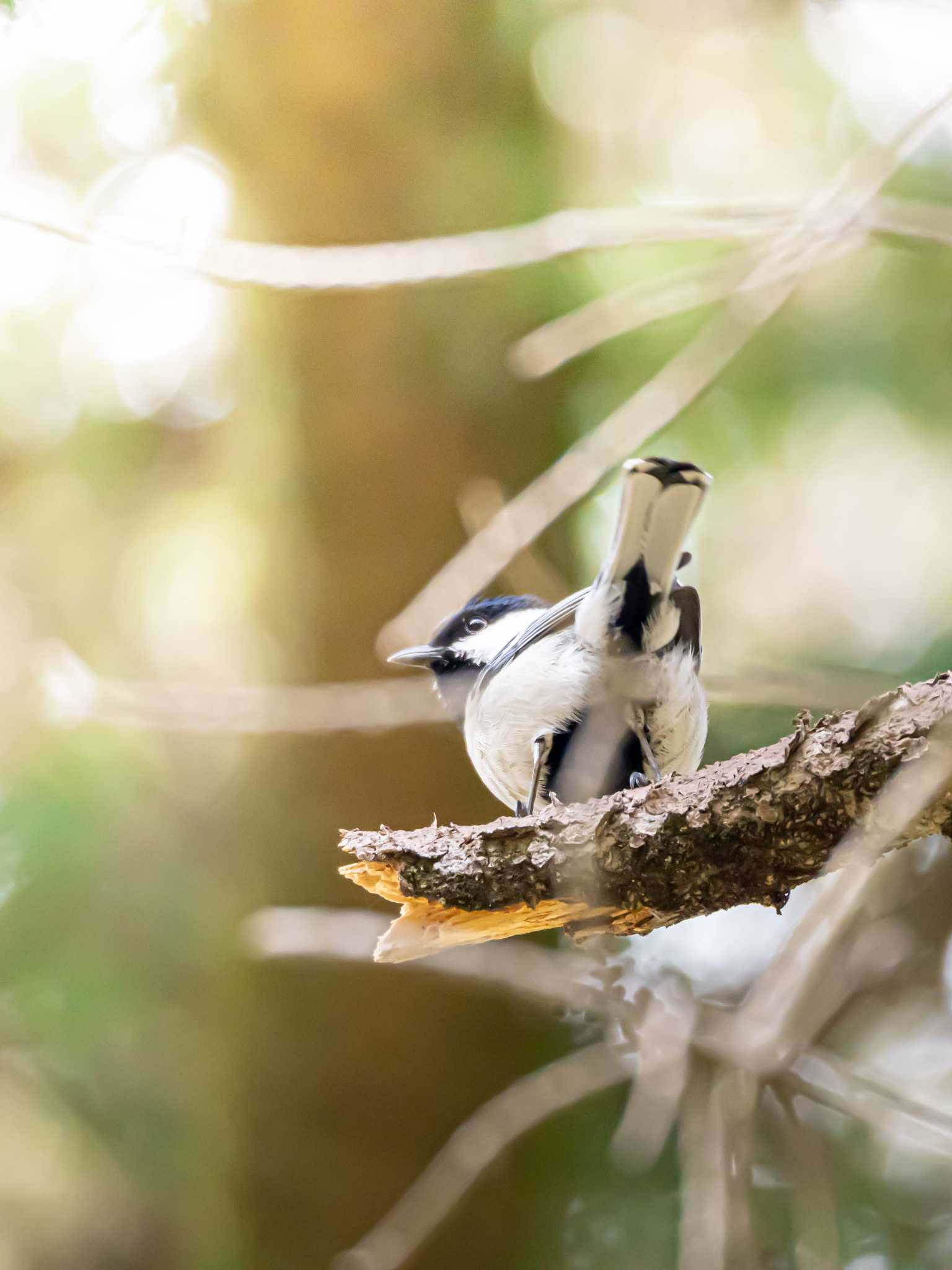 Japanese Tit