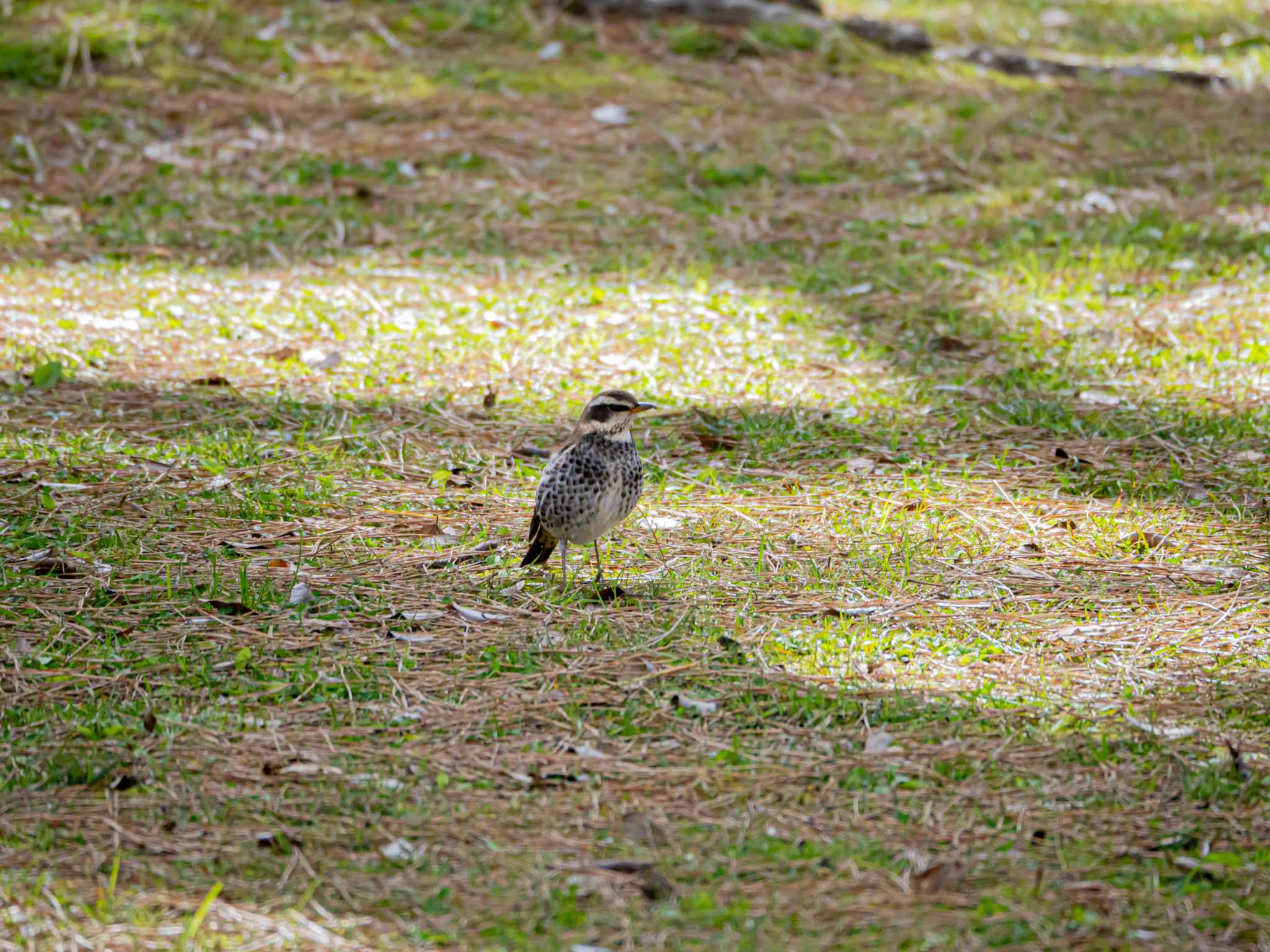 Dusky Thrush