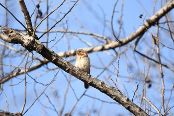 アリスイ 井頭公園 2024年2月10日(土)