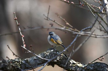 Red-flanked Bluetail 井頭公園 Sat, 2/10/2024