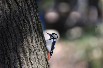 アカゲラ 井頭公園 2024年2月10日(土)