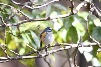 ルリビタキ 井頭公園 2024年2月10日(土)