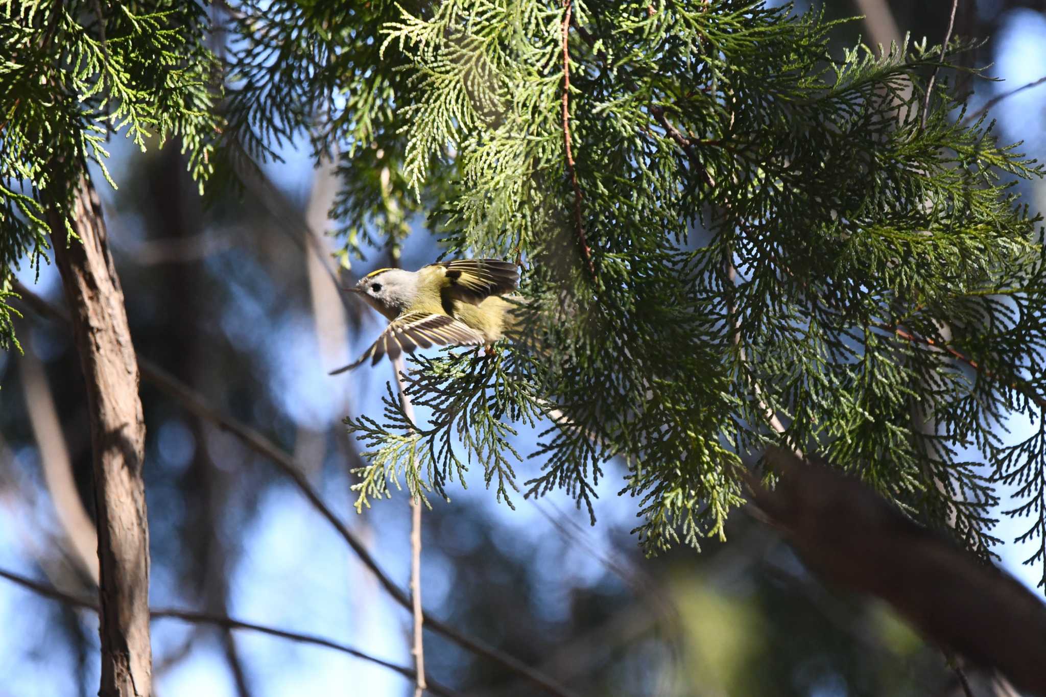 Photo of Goldcrest at 井頭公園 by すずめのお宿