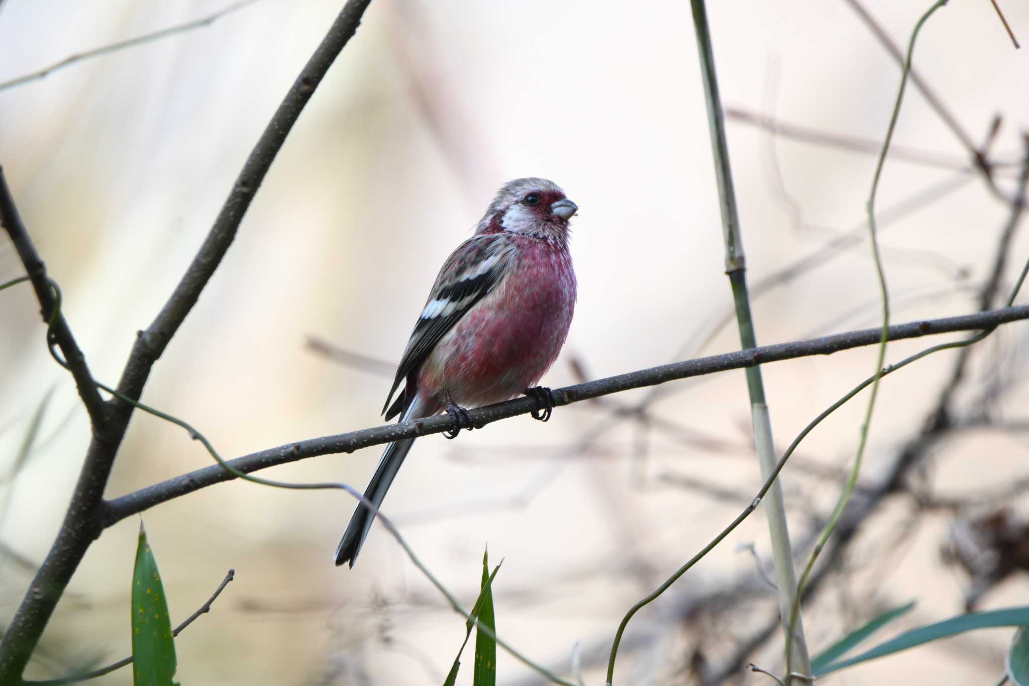 Photo of Siberian Long-tailed Rosefinch at 井頭公園 by すずめのお宿