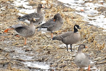 Cackling Goose 北海道 Unknown Date