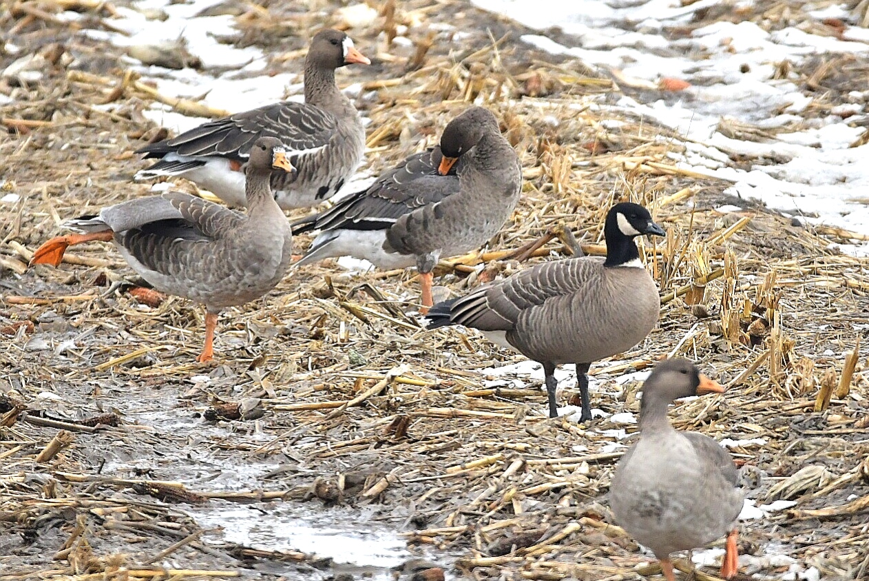 Photo of Cackling Goose at 北海道 by Markee Norman