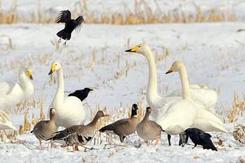 シジュウカラガン 北海道 撮影日未設定